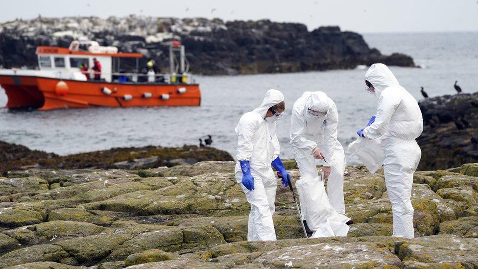 Staff wearing protective equipment clearing dead birds on the Farne Islands