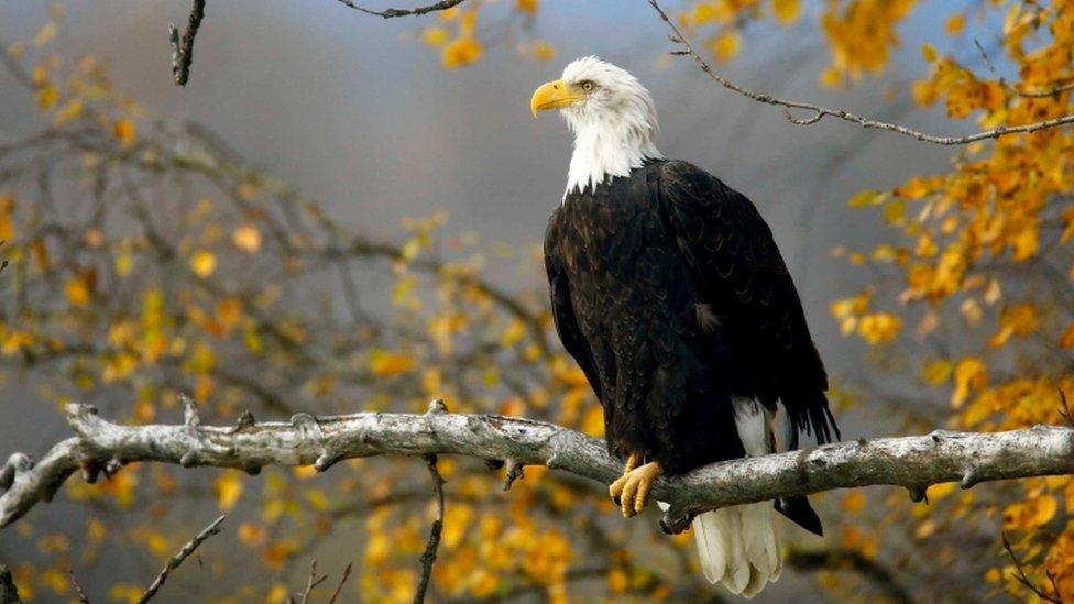 Bald Eagle