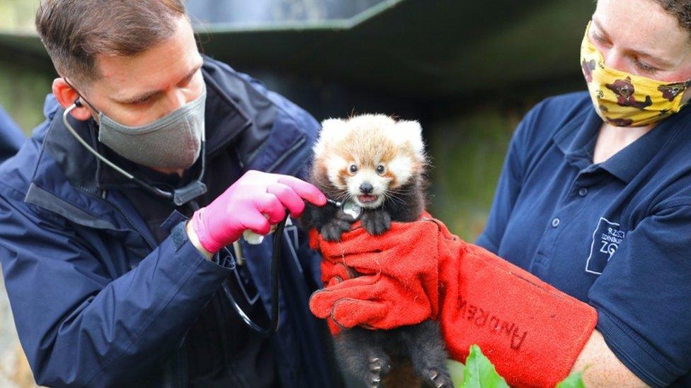 red-panda-with-zookeepers.