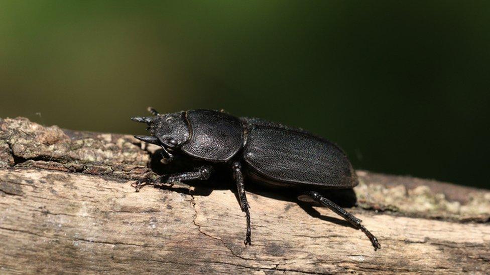 Beetle on a log