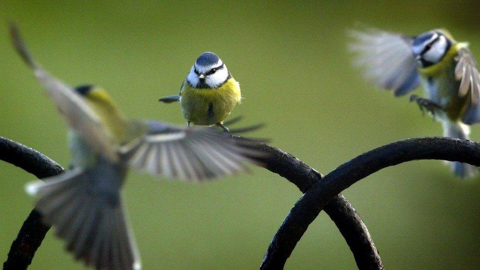 Photo of bluetits