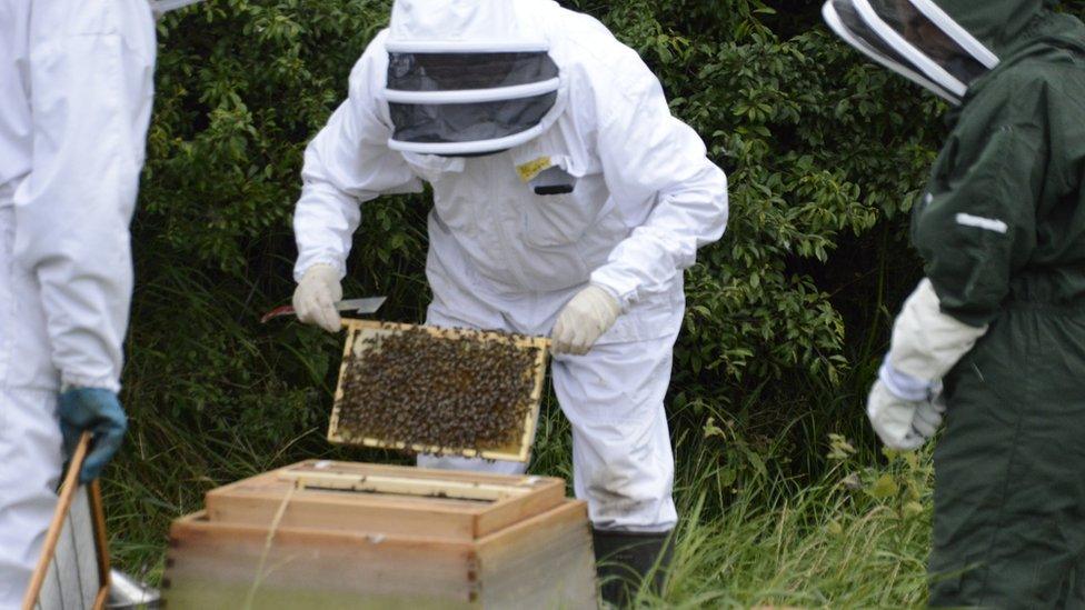 Beekeepers in black bees