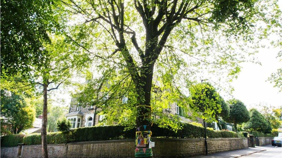 Chelsea Road elm