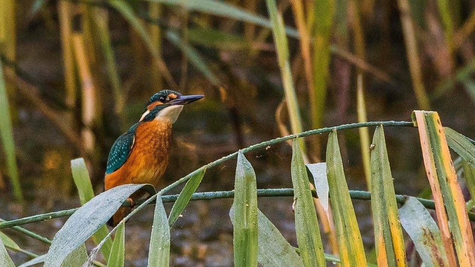 Kingfisher perching