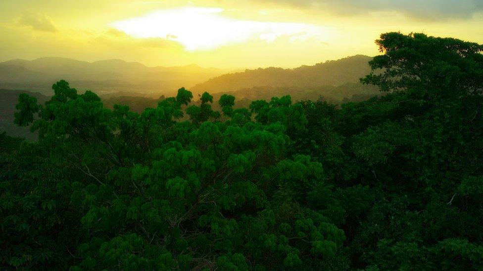 A rainforest in Panama