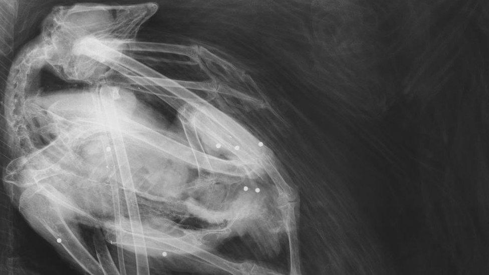 X-ray image of an injured red kite.