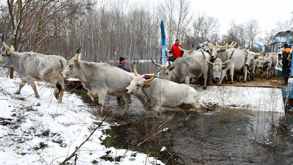 Cattle disembark a raft that carried them across to shore