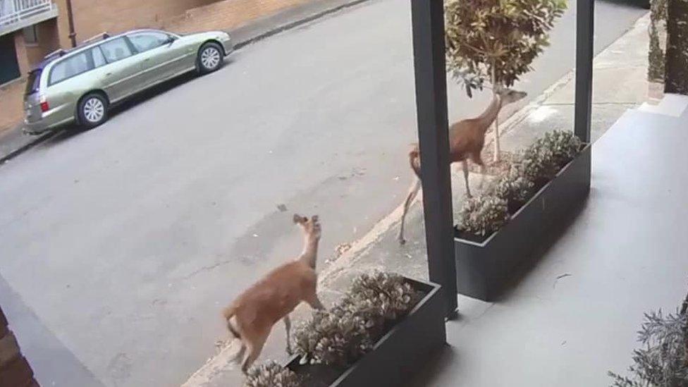 Two deer walking down a street in Leichhardt