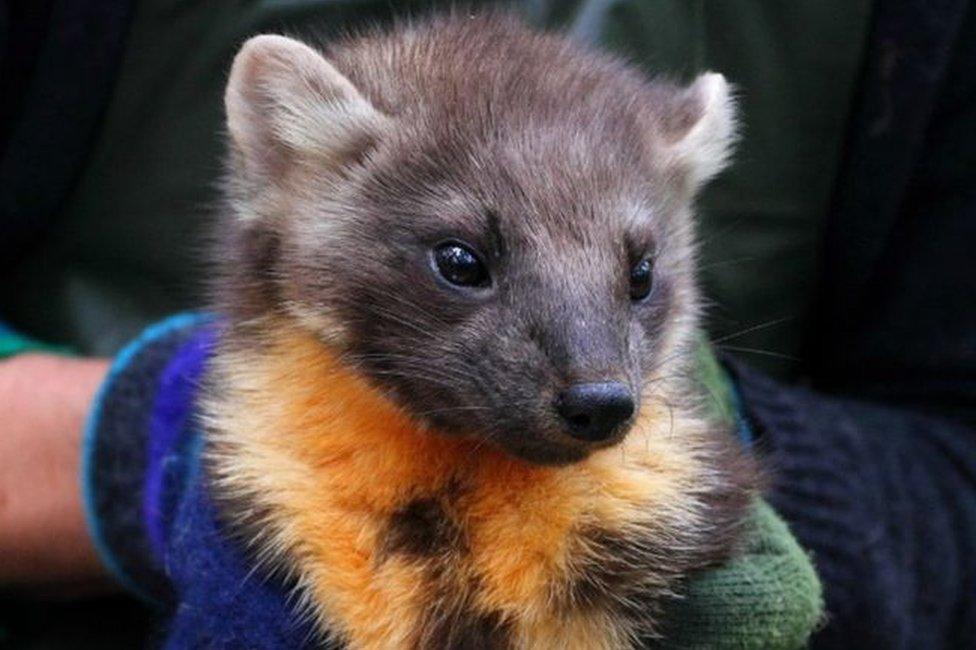 Pine marten