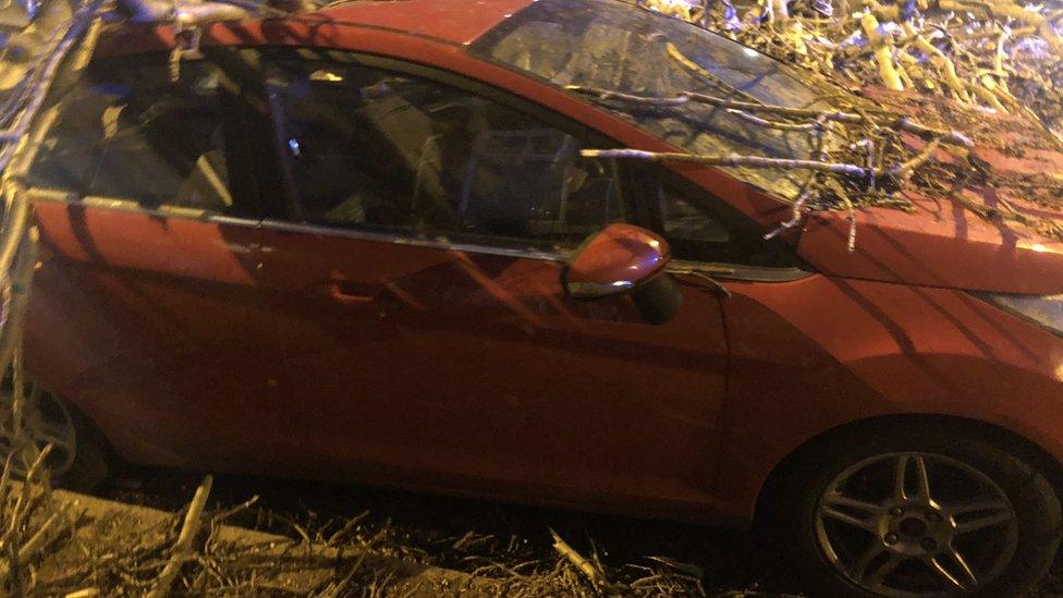 Tree on car