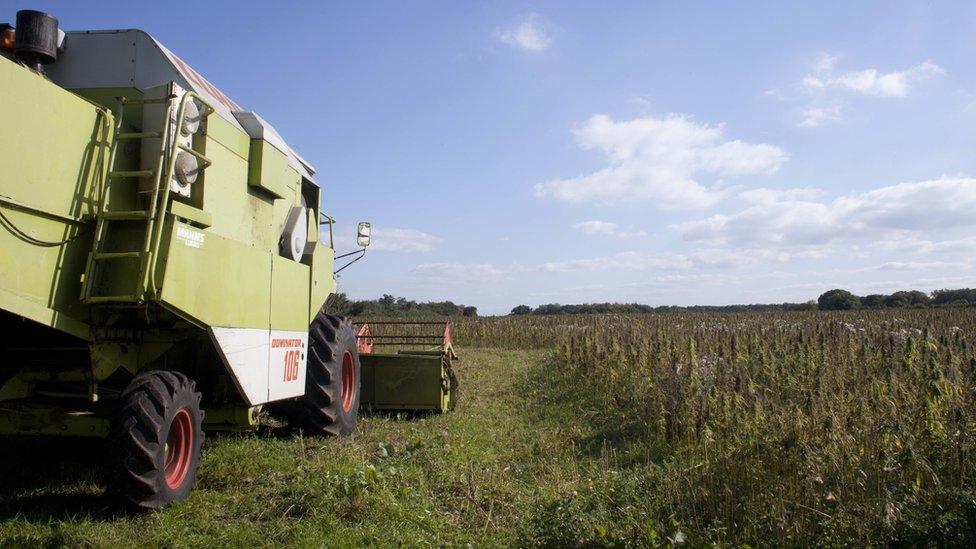 Hempen has started destroying the crop using a combine harvester