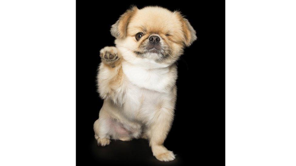 A small, fluffy dog with one eye raises their paw to the camera.