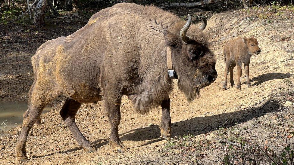 A bison and calf in woodland