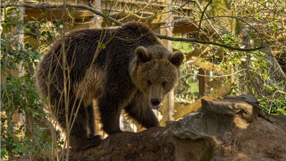 Orphaned bear