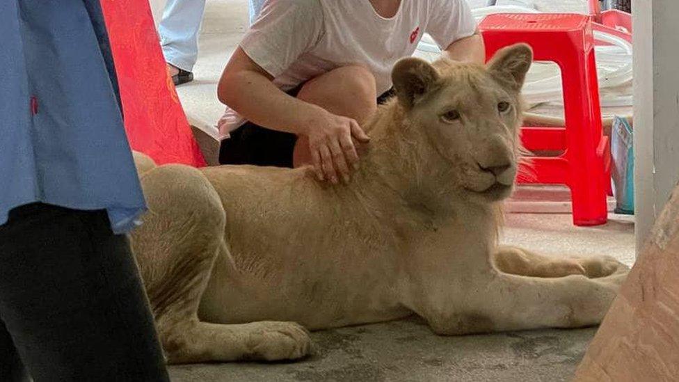 A lion is seen in Phnom Penh, Cambodia