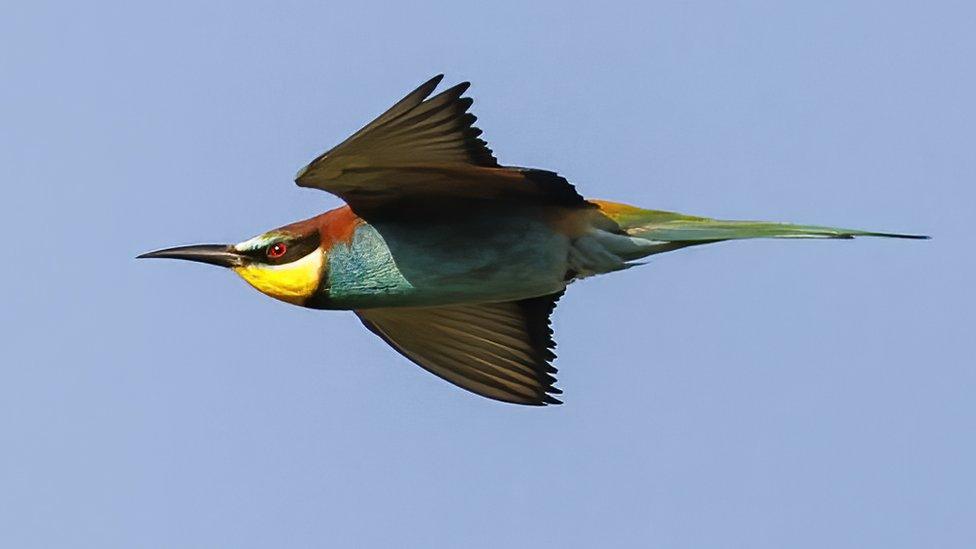 Bee-eater bird