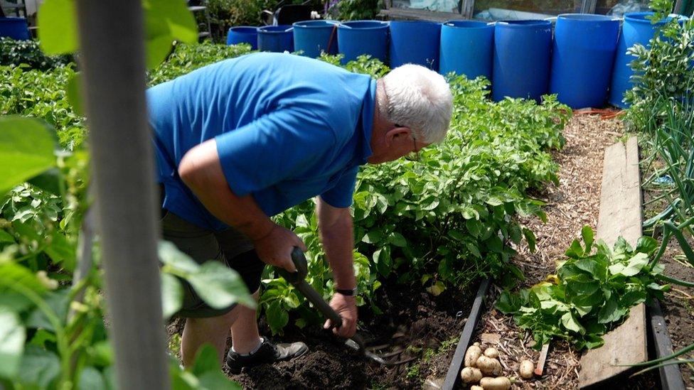 Dai bent over a row of potatoes with a spade