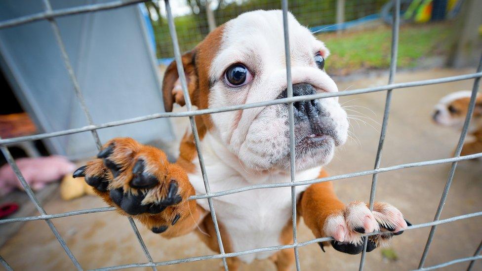 Bulldog puppy