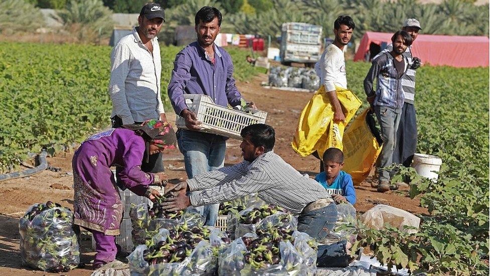 Pakistani farmers work on a farm in the town of Shuna in Jordan, some 50 kilometres southwest of the capital Amman, on December 2, 2019