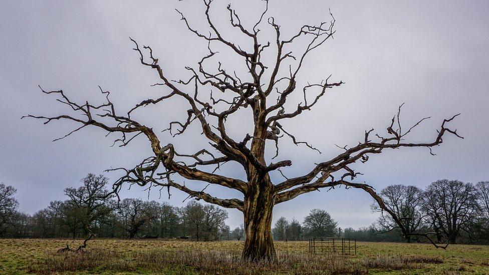 bare-tree