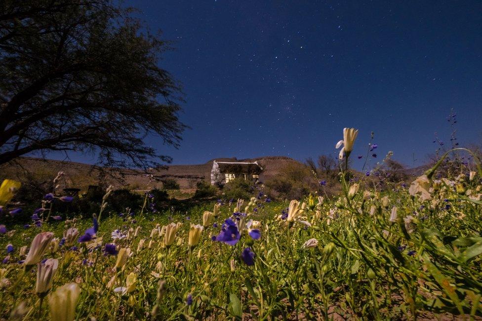 Flowers in the desert at night with a house in the background