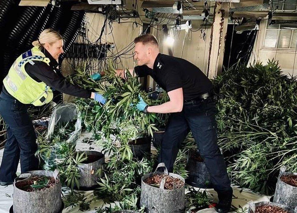 Two officers grabbing hold of cannabis plants at a derelict office space