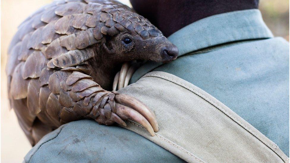 A live pangolin on a shoulder