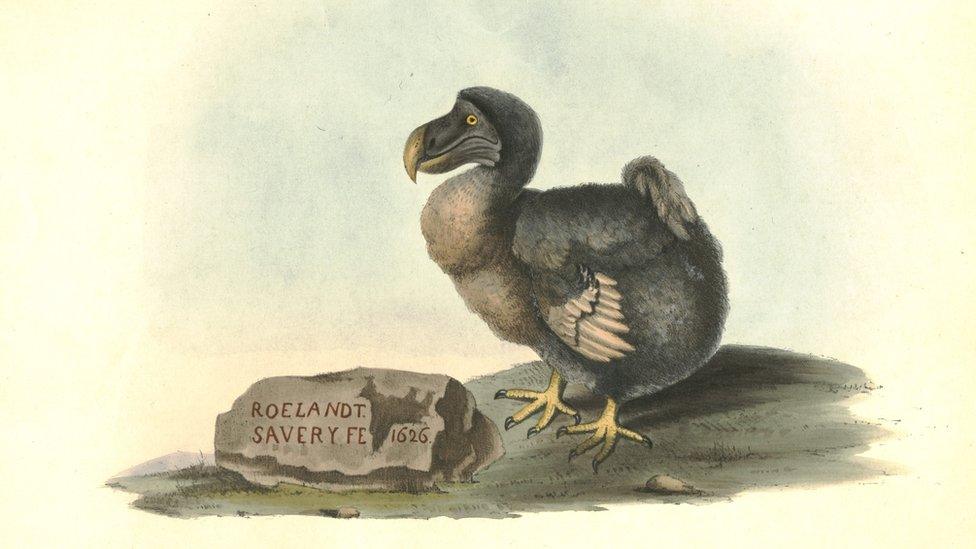 Illustration of a Dodo