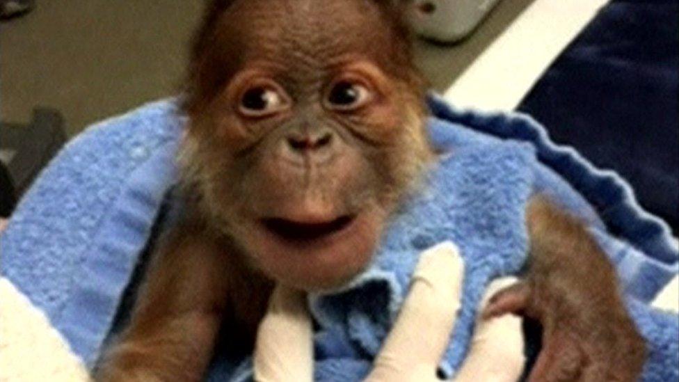 Baby orangutan at Memphis Zoo, America