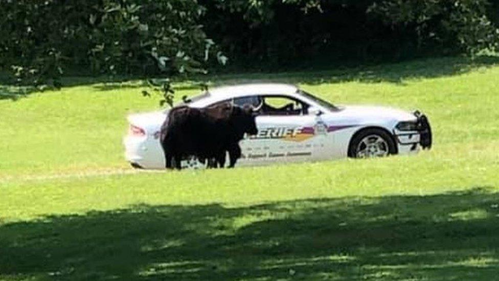 Yak in front of sheriff's car