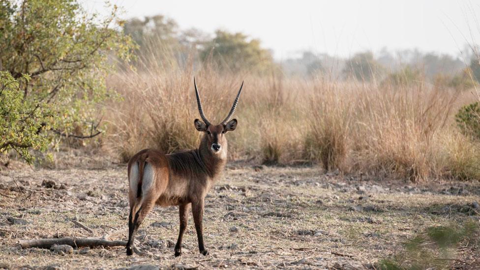 Waterbuck in Benin park