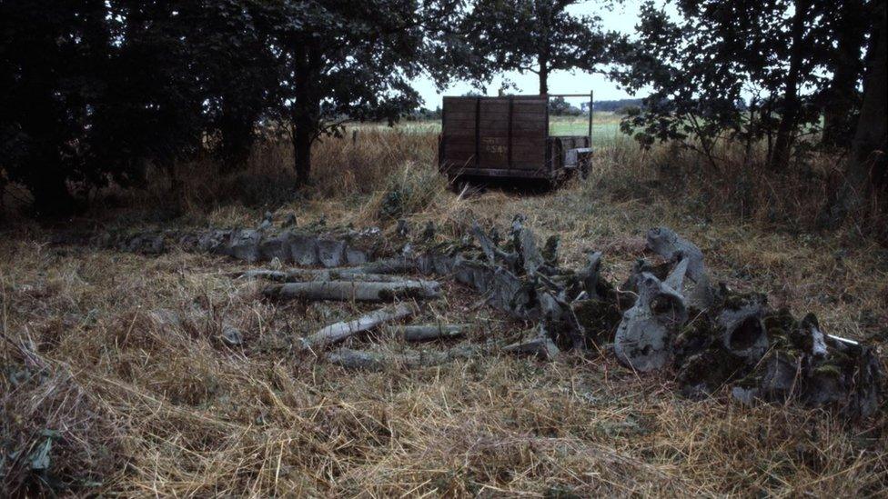 The Burton Constable whale was moved from parkland to a barn in the 1990s