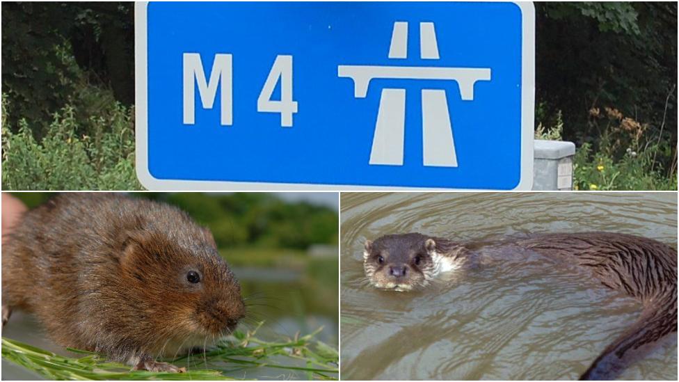 M4 sign, water vole and otter