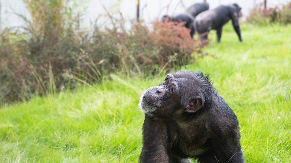 Twycross Zoo chimps