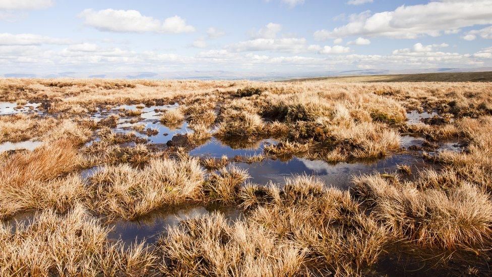 Peat bogs, with water