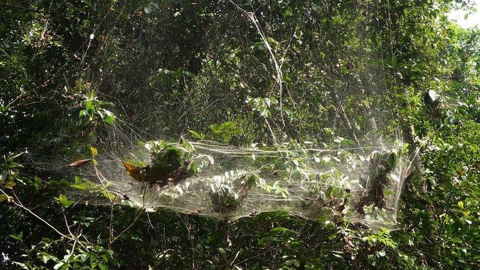 An enormous web that is home to community of social spiders