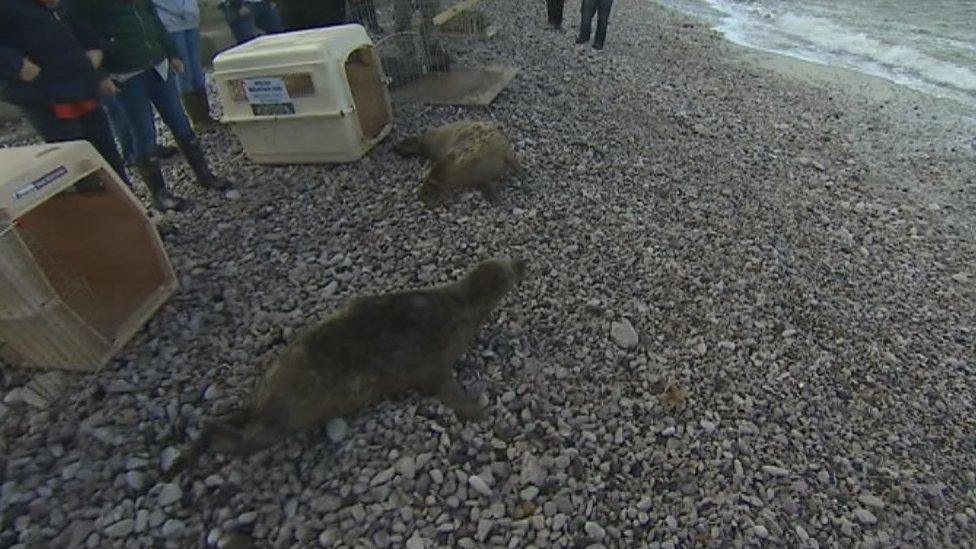 Seals released at Penrhyn Bay beach