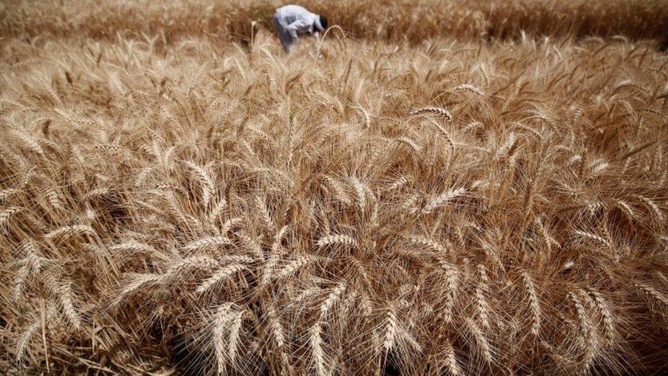 A farmer harvests wheat on Qalyub farm in the El-Kalubia governorate, Egypt - Sunday 1 May 2016