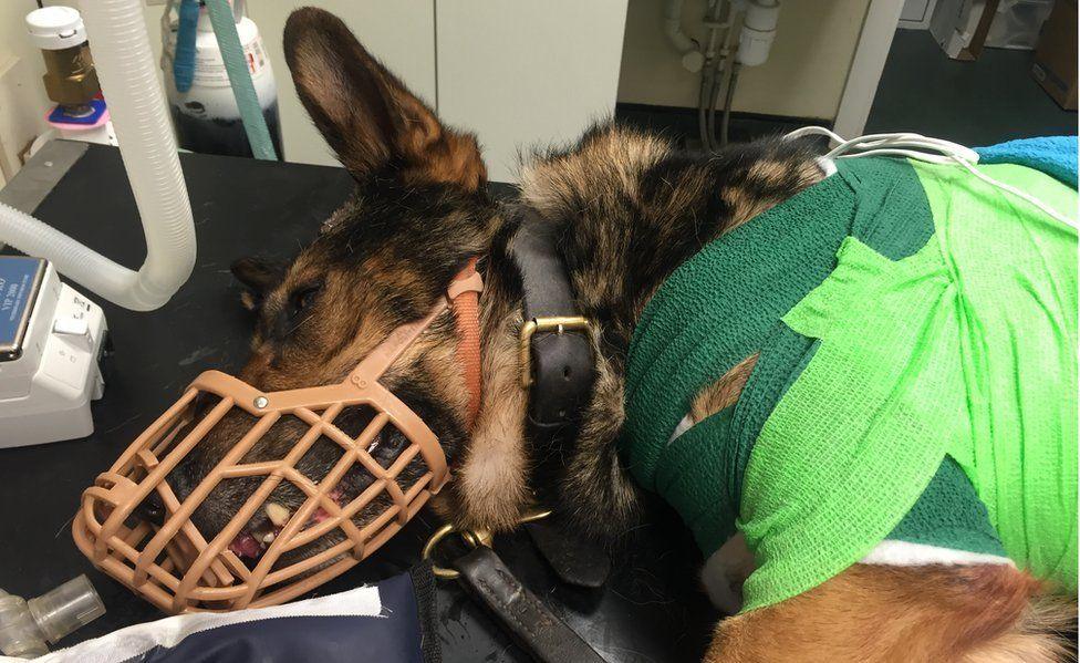 Police dog at a vet's surgery