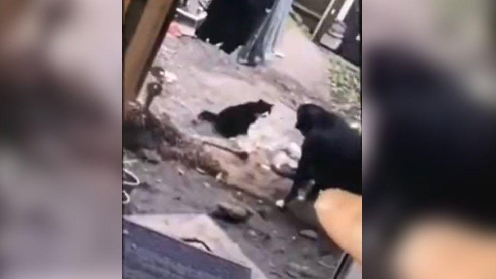 A screenshot of a video posted to Snapchat showing two dogs and a black and white cat in a garden