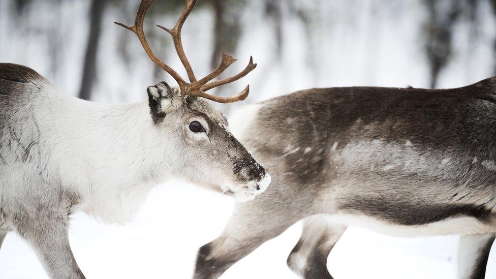 reindeer walking on a snowy backdrop