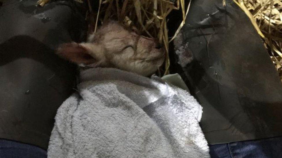 It was a chilly welcome to the world for this little lamb in Monmouthshire