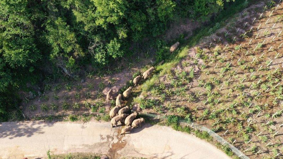 Image shows wild elephants wandering in Yunan