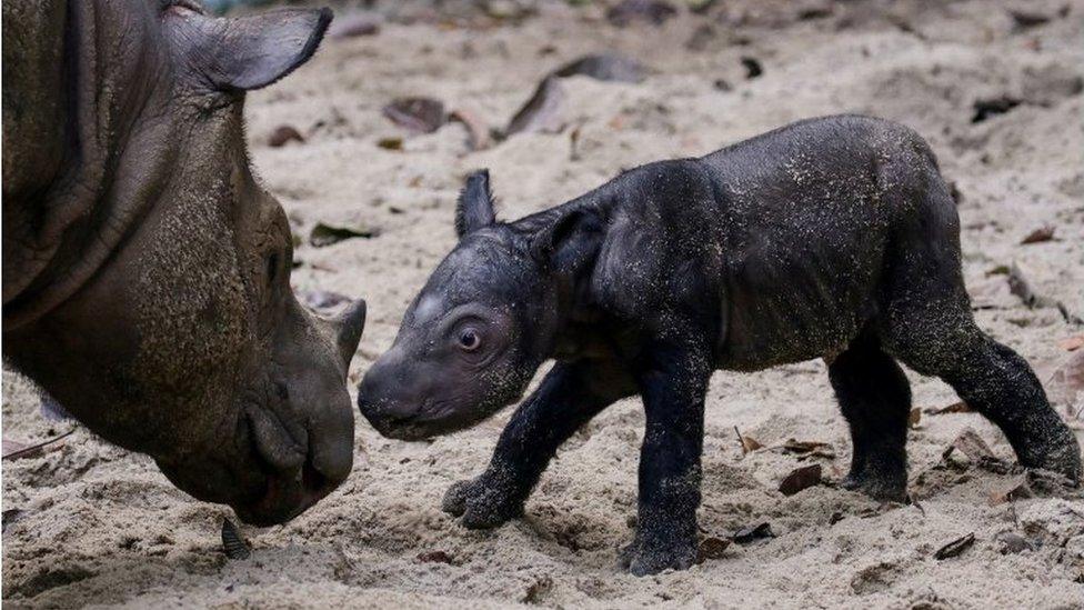 Rare baby rhino with its mother