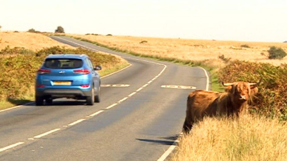 Livestock on the A4118