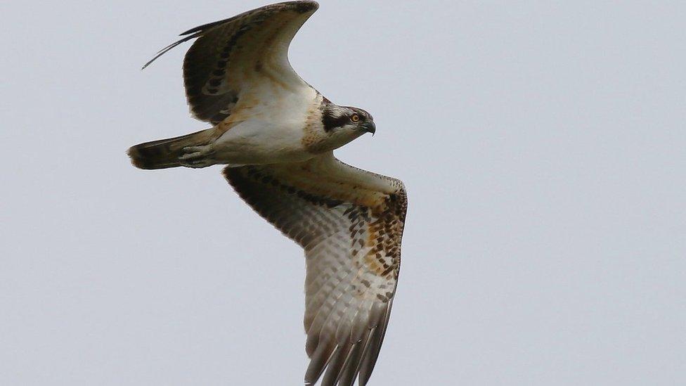 Osprey