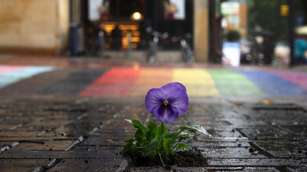 Pansy in pavement