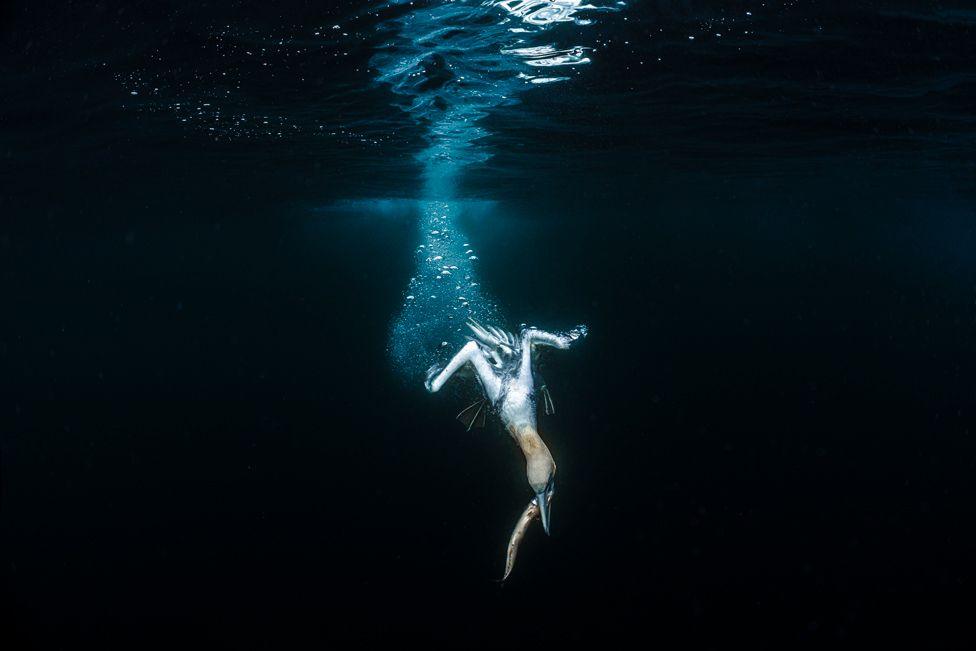 A northern gannet dives into the waters near Isle of Noss, Shetland Islands, Scotland