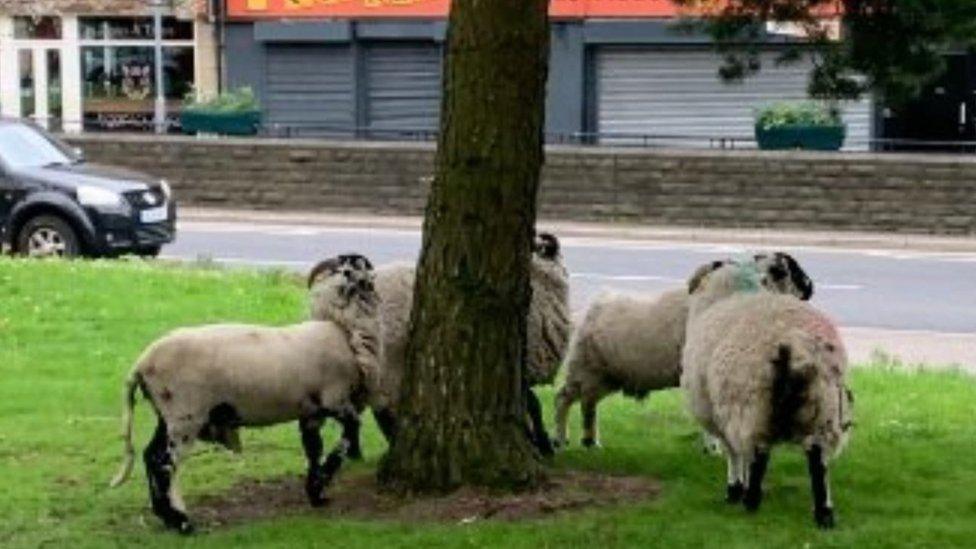 The sheep have come down from the hills in search of food and water