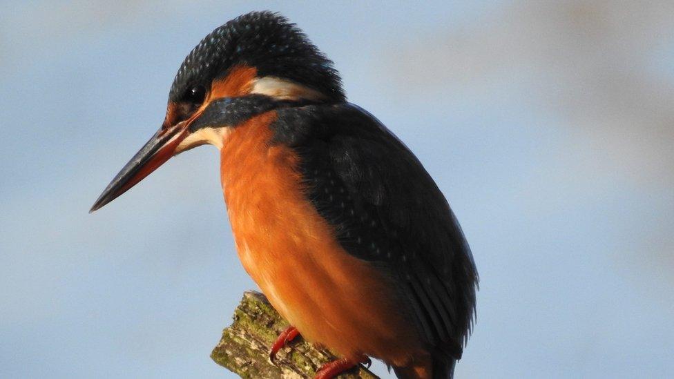 A female kingfisher